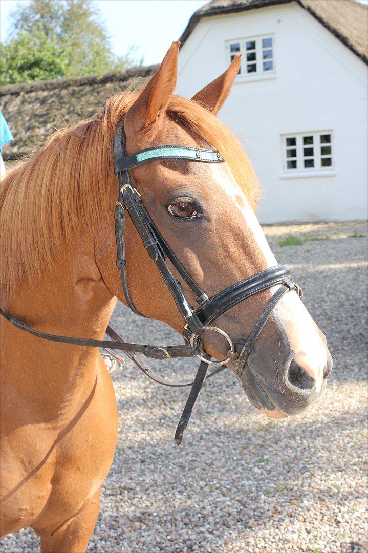 Nevø og niece ude og ride ponyen:) billede 4