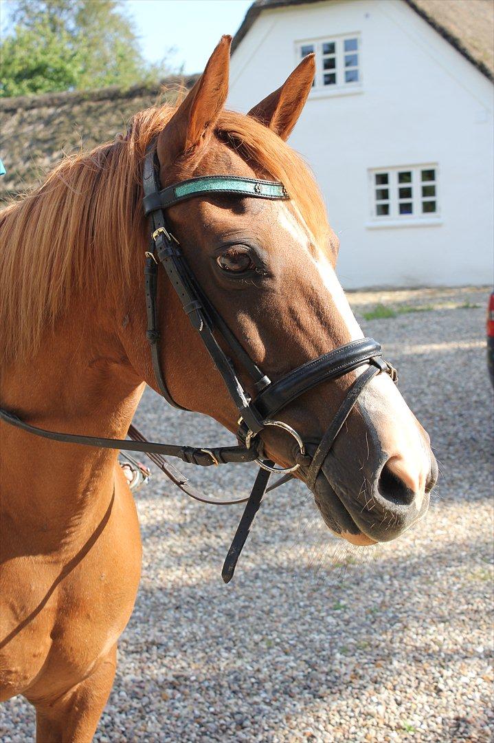 Nevø og niece ude og ride ponyen:) billede 5