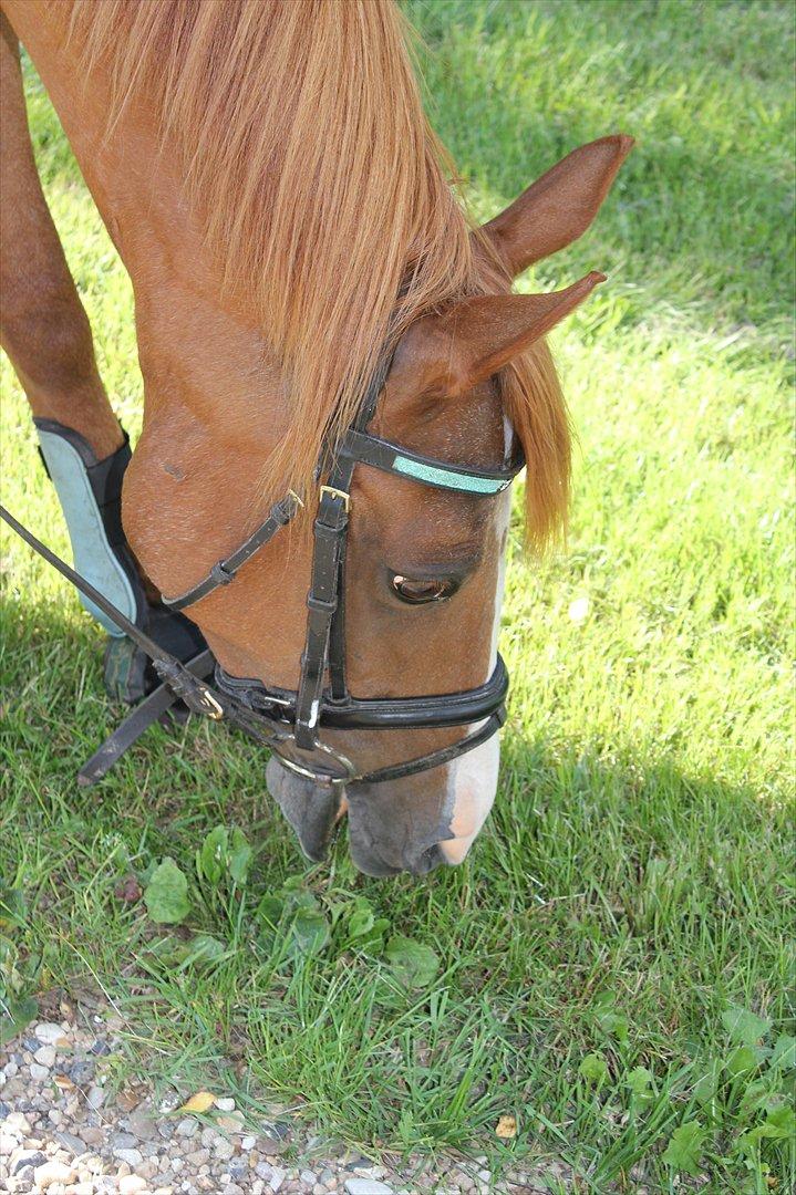 Nevø og niece ude og ride ponyen:) billede 9