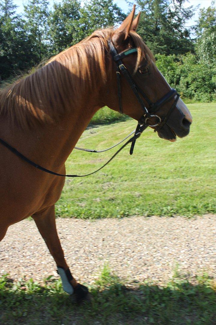 Nevø og niece ude og ride ponyen:) billede 10