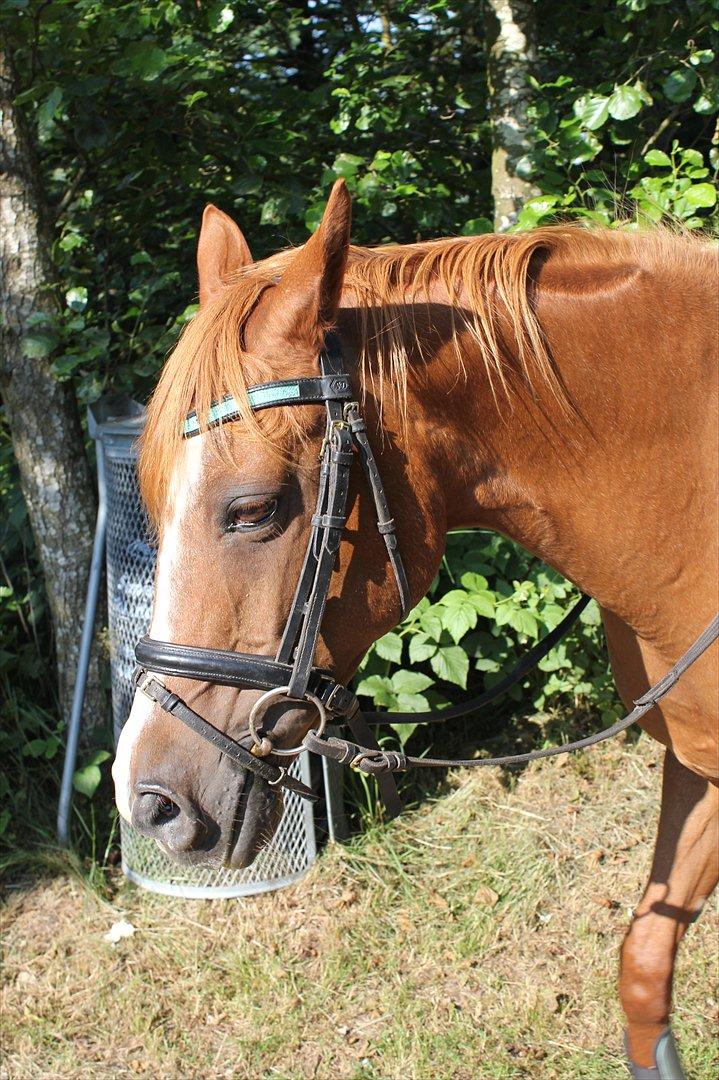 Nevø og niece ude og ride ponyen:) billede 11