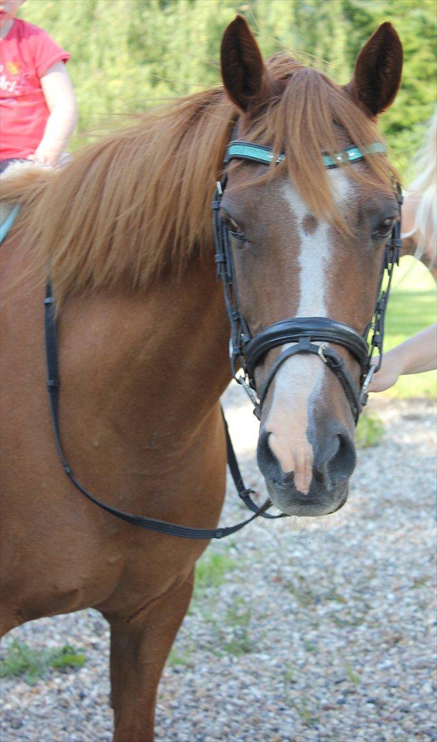 Nevø og niece ude og ride ponyen:) billede 15