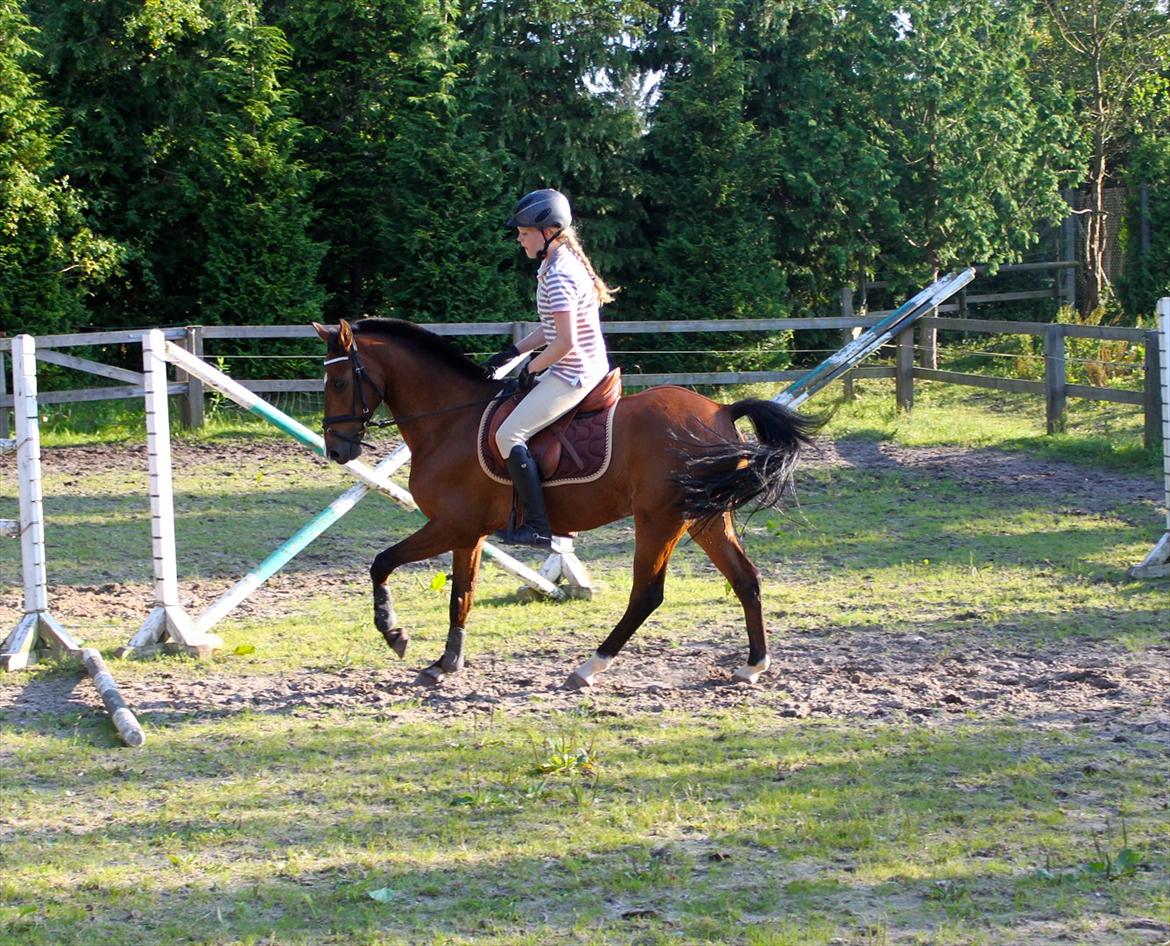 Springning på Rex billede 3