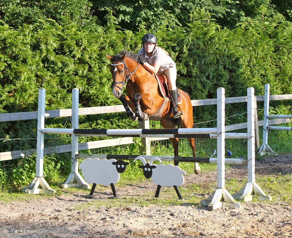 Springning på Rex billede 5