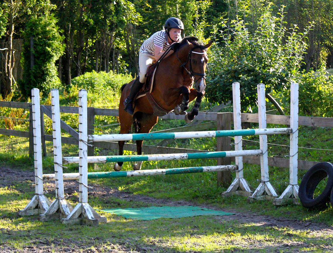 Springning på Rex billede 6