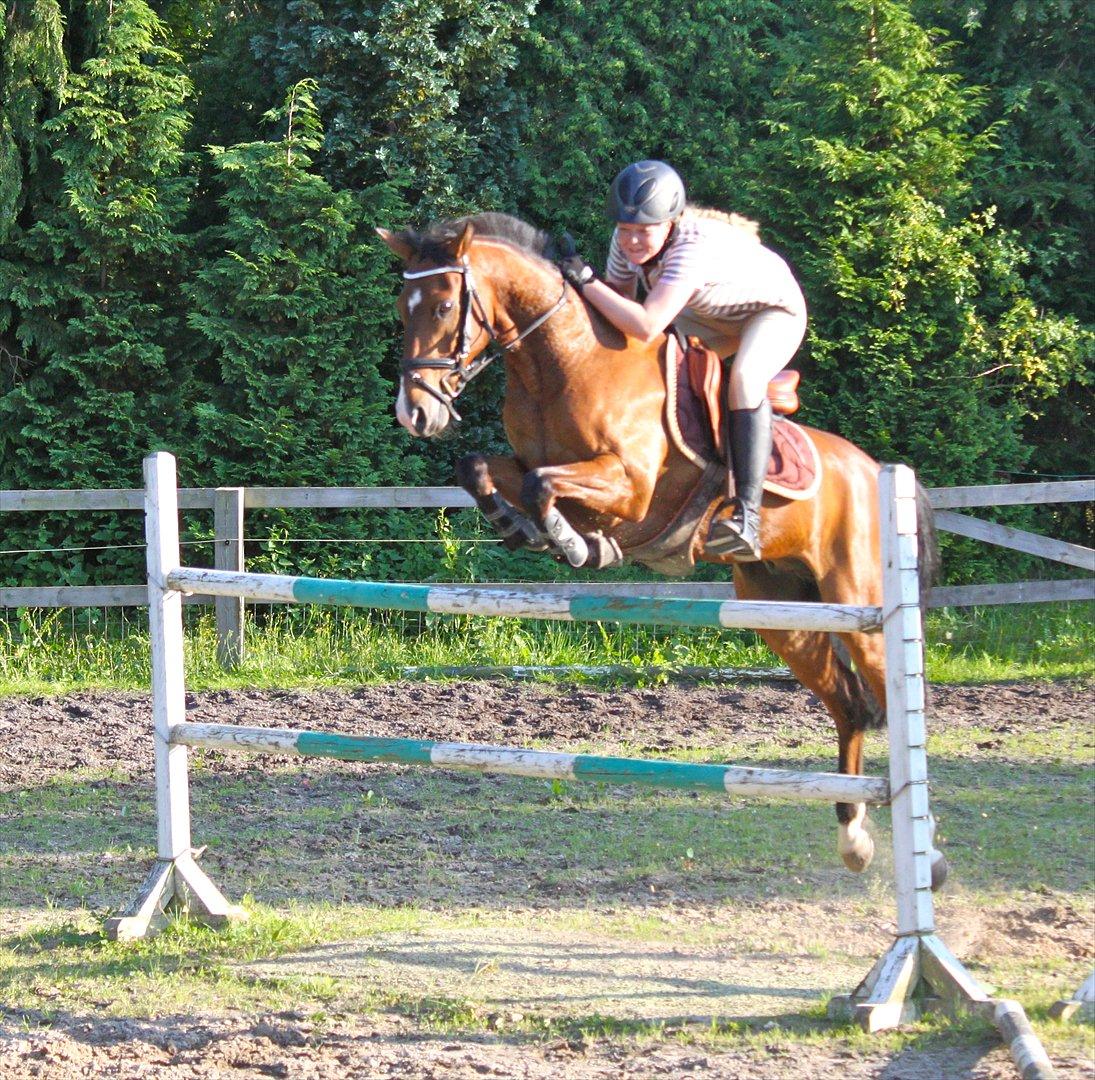 Springning på Rex billede 7