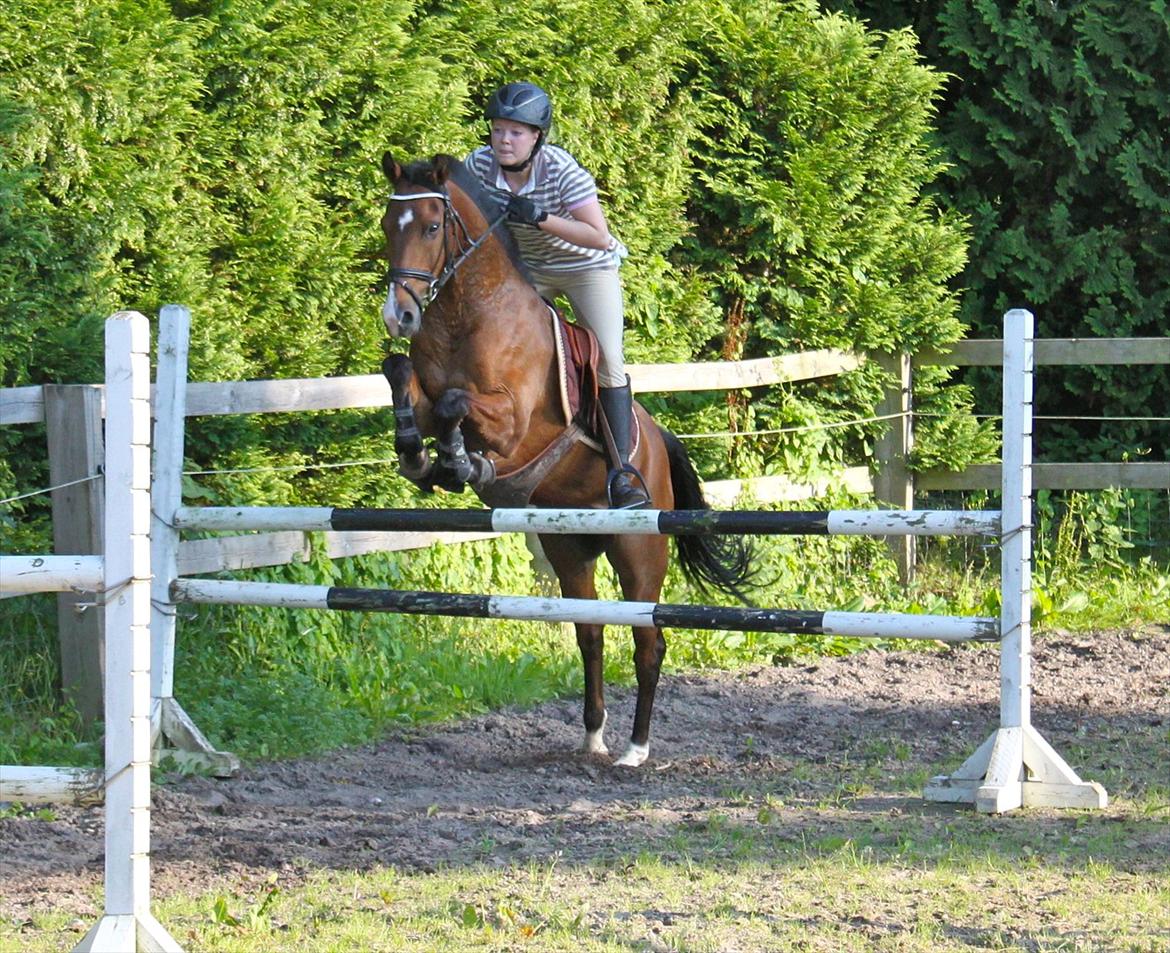 Springning på Rex billede 8