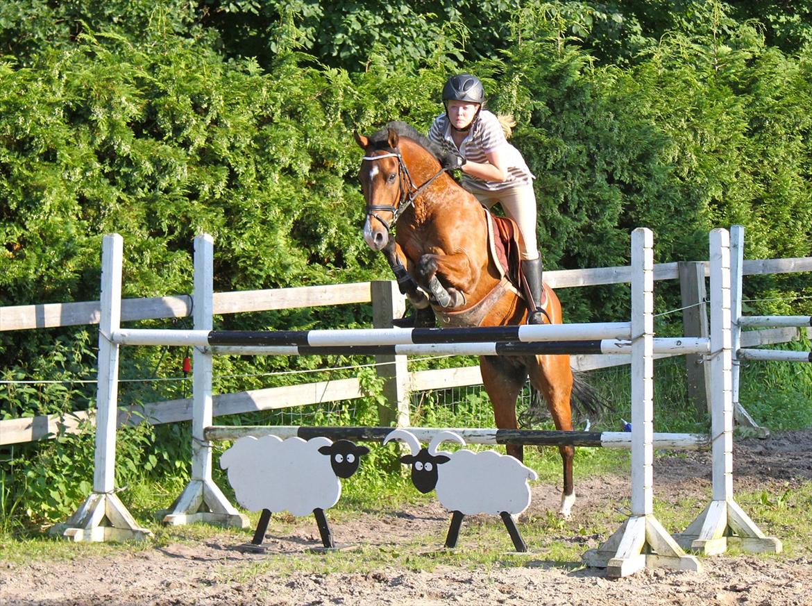 Springning på Rex billede 9