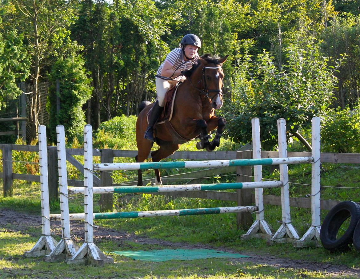 Springning på Rex billede 10