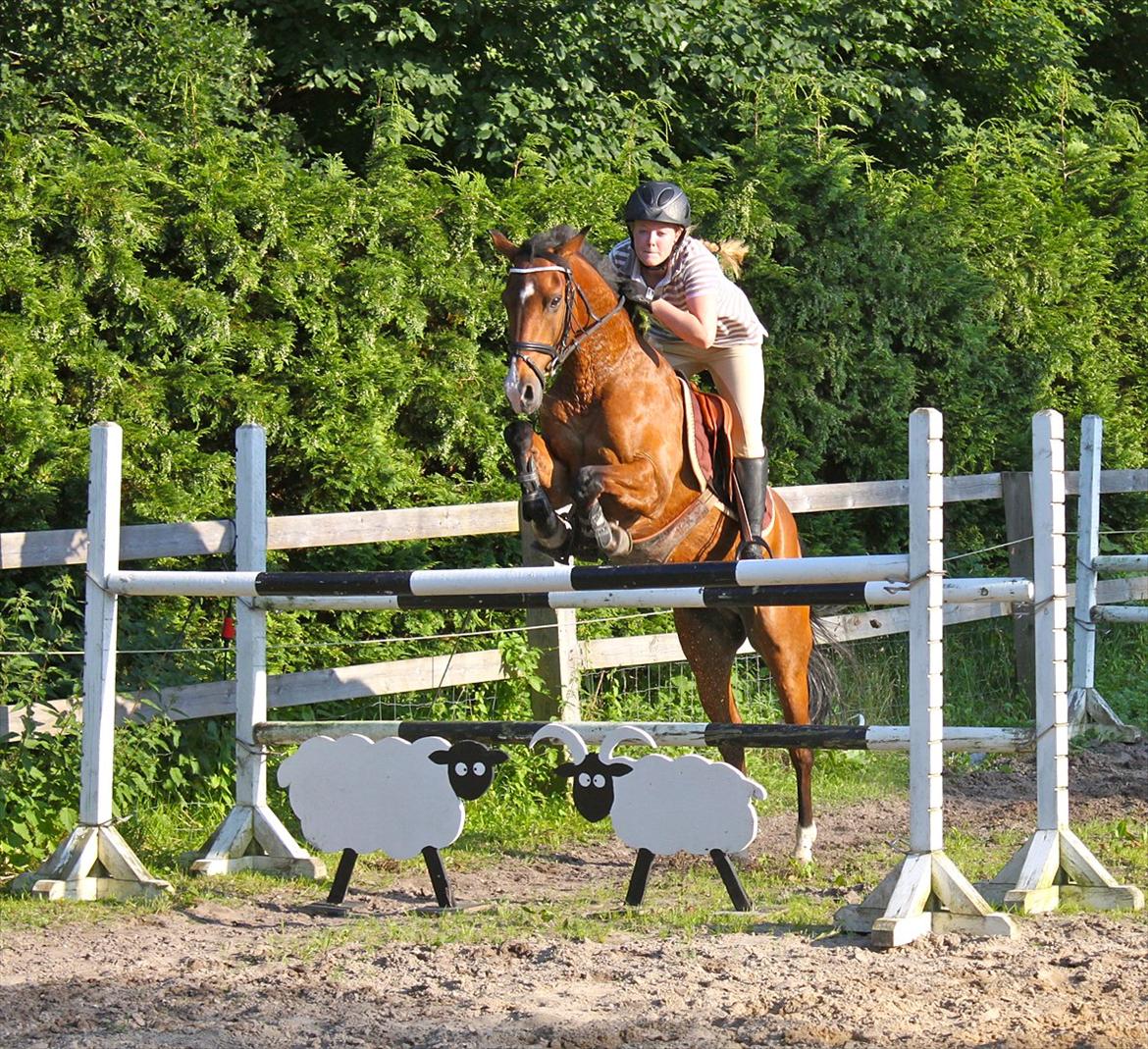 Springning på Rex billede 11