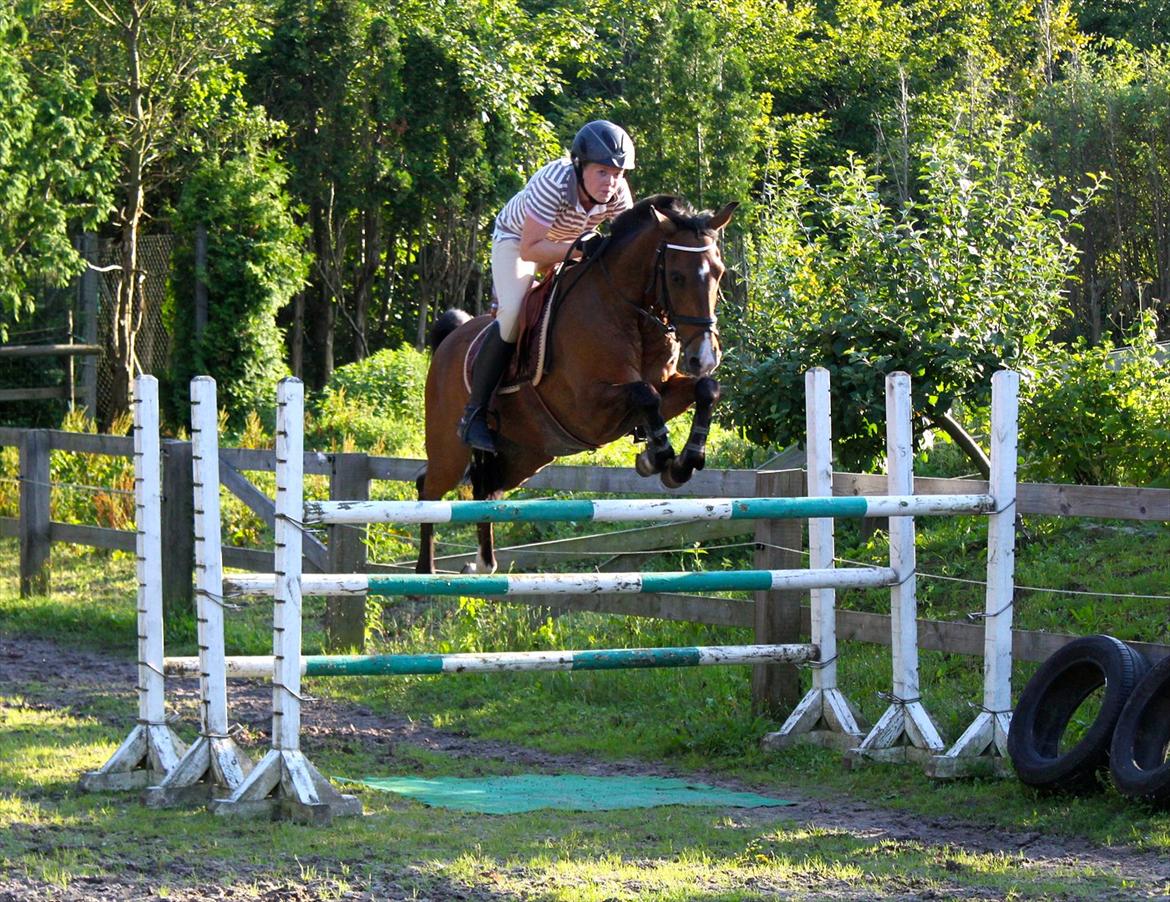 Springning på Rex billede 2