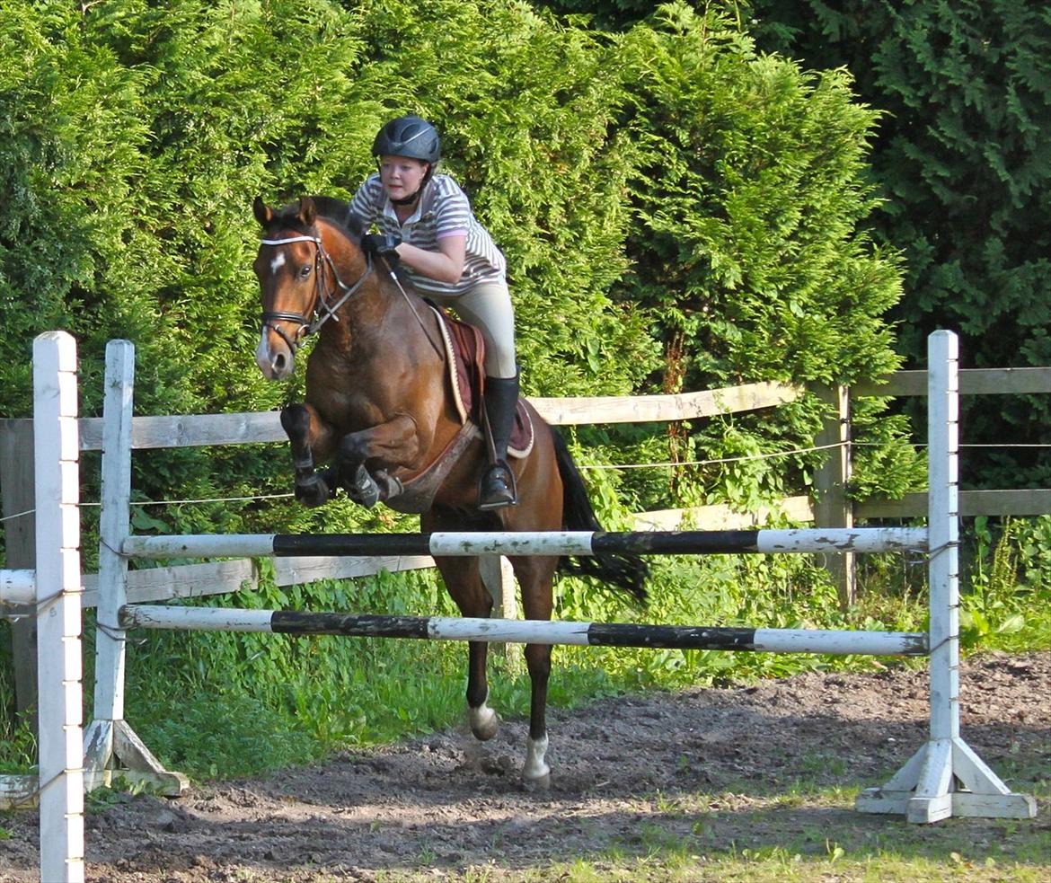 Springning på Rex billede 12