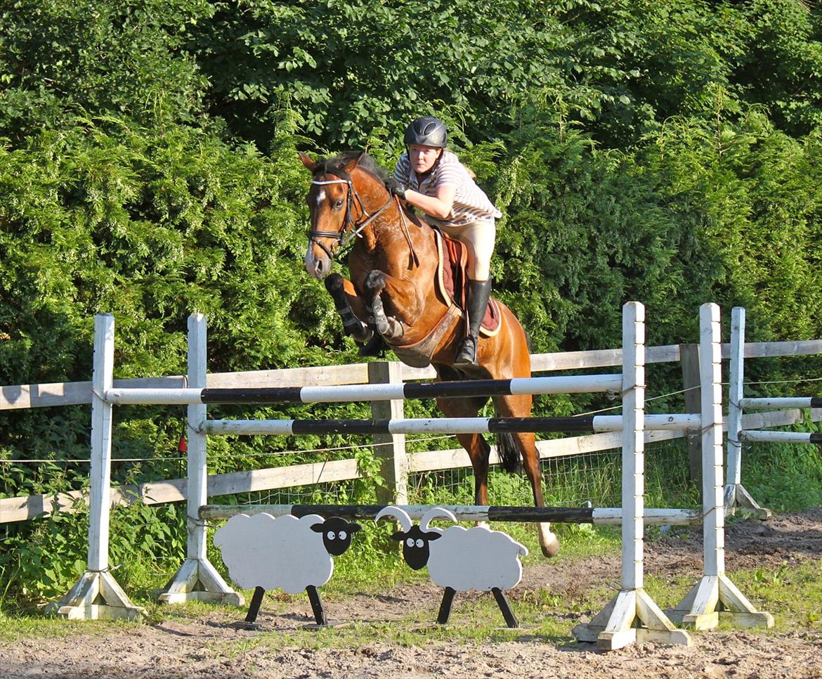 Springning på Rex billede 1