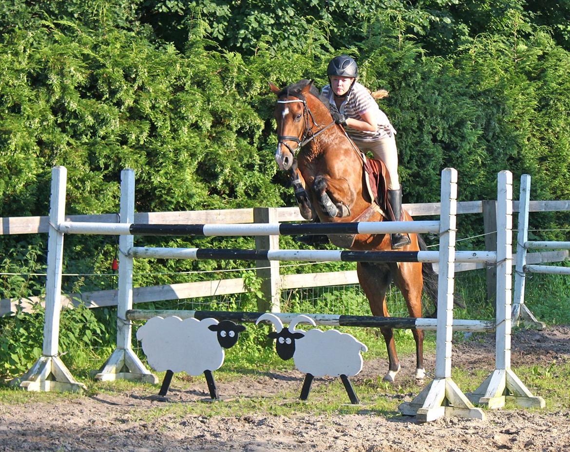 Springning på Rex billede 13