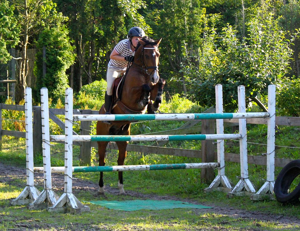 Springning på Rex billede 15