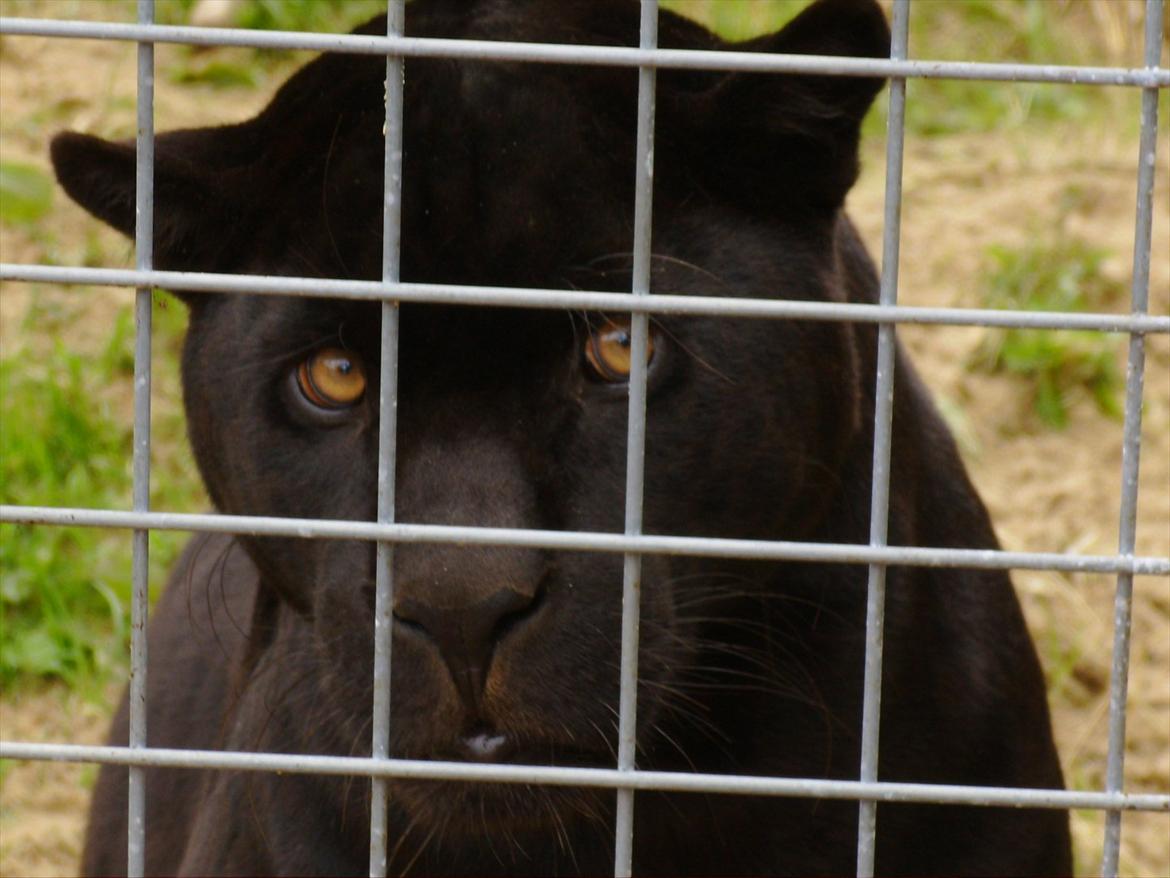 Amatør fotograf - kig evt. - Pander. billede 18
