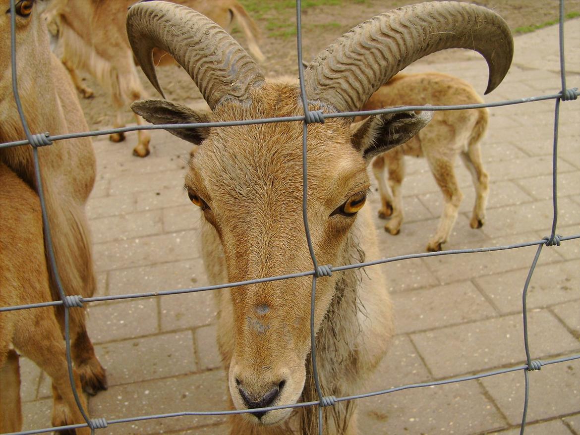 Amatør fotograf - kig evt. - ged. billede 19