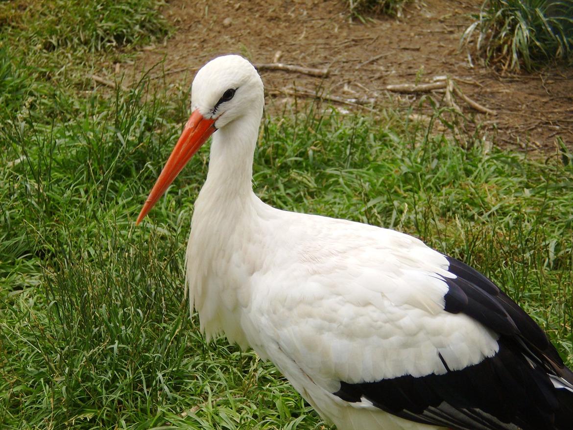 Amatør fotograf - kig evt. - stork. billede 20