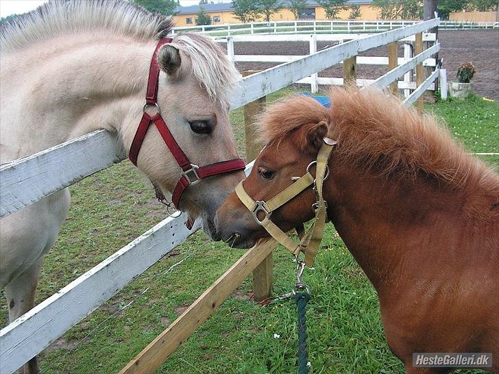 Tegninger :D   - Original billede :) - Stævnbakgaardens Roxy billede 234