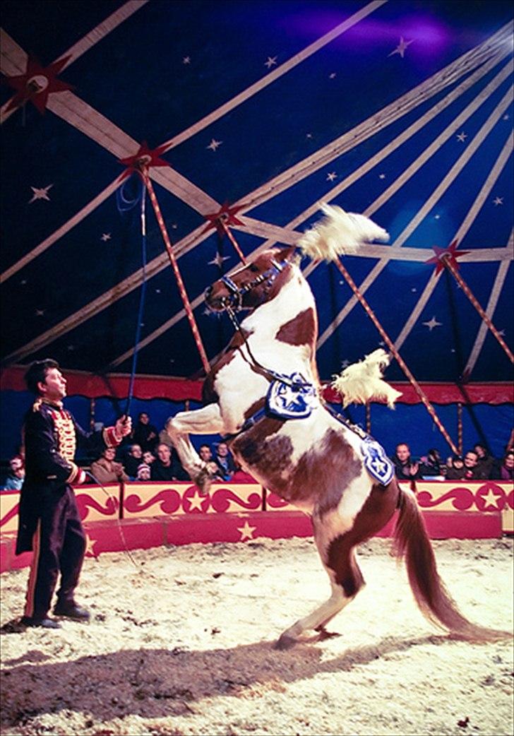 Tegninger :D   - Original (eller hjælpe-) Billede :) Ikke heeelt ens men det var også meningen xD  billede 226