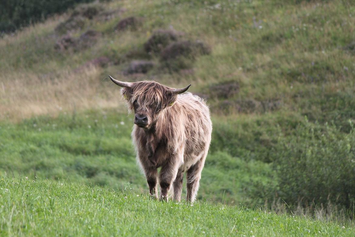 The Highland Cattle // Rikke Hald - Trinhedegårds Astrid billede 1