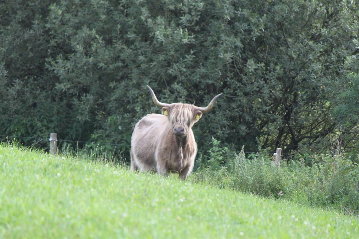 The Highland Cattle // Rikke Hald - Skovlys Ofelia billede 2