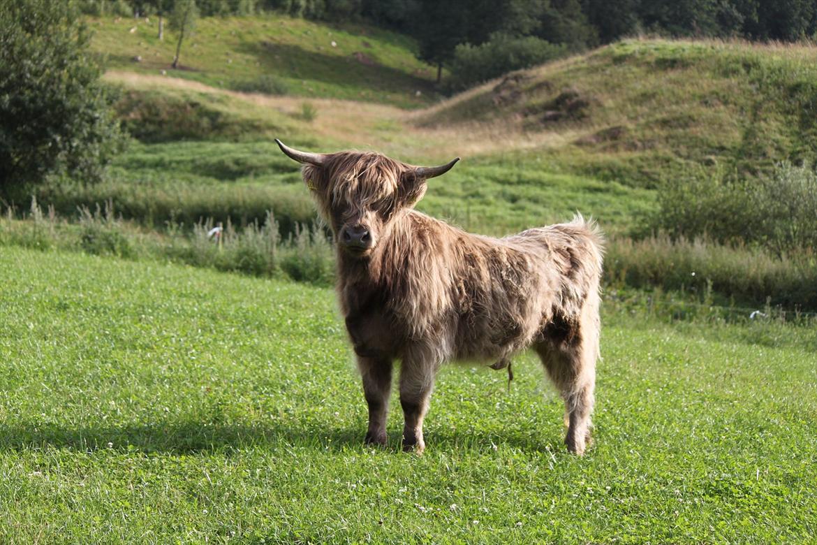 The Highland Cattle // Rikke Hald - Trinhedegårds Astrid billede 3
