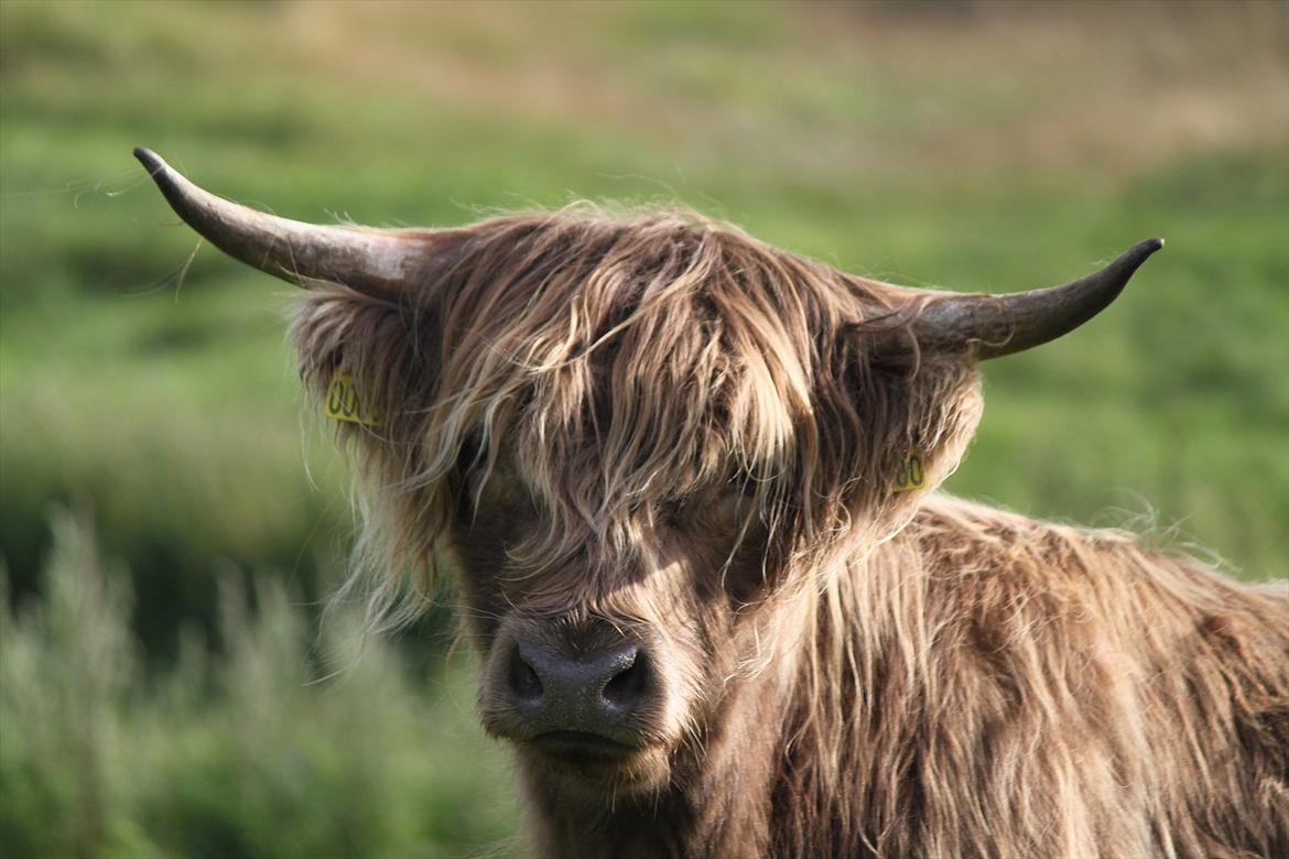 The Highland Cattle // Rikke Hald billede 4