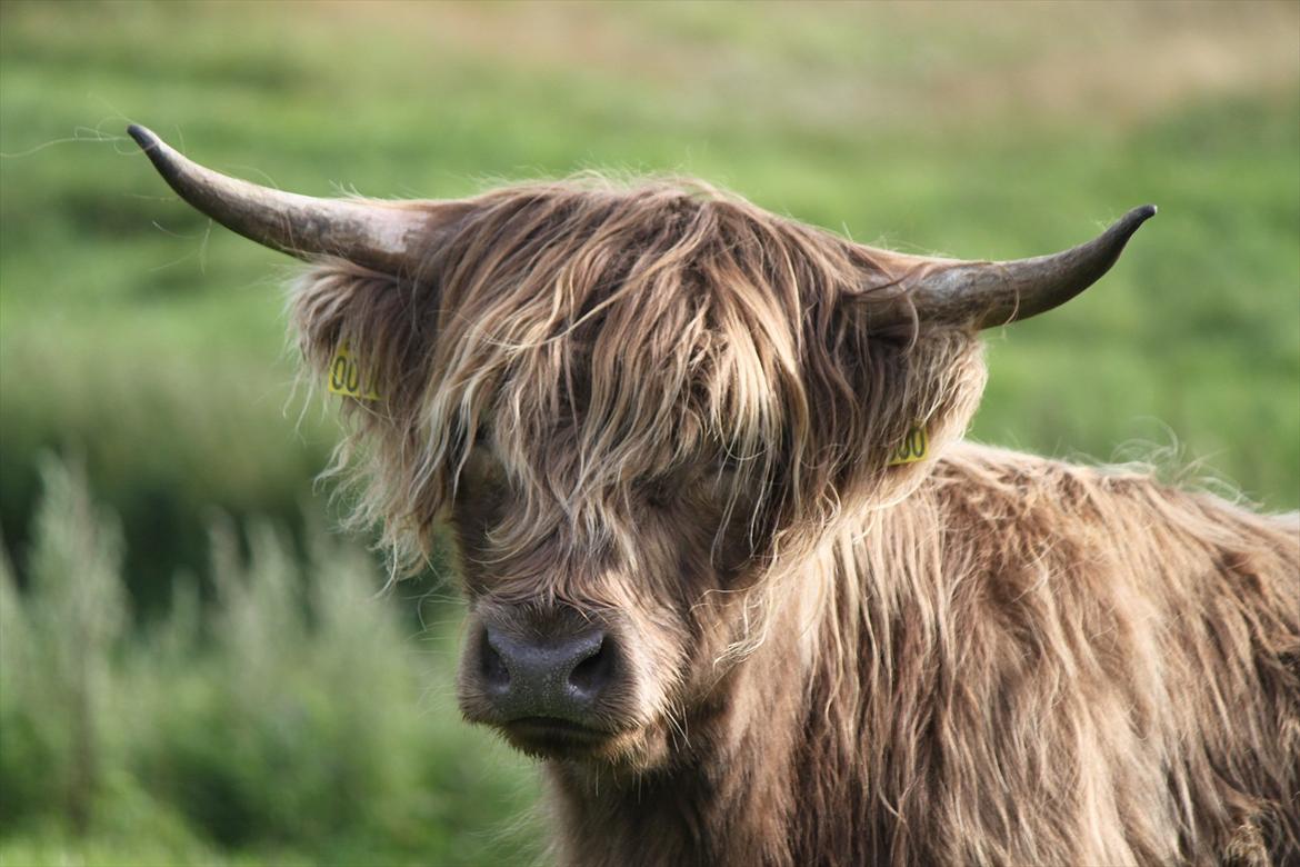 The Highland Cattle // Rikke Hald billede 5