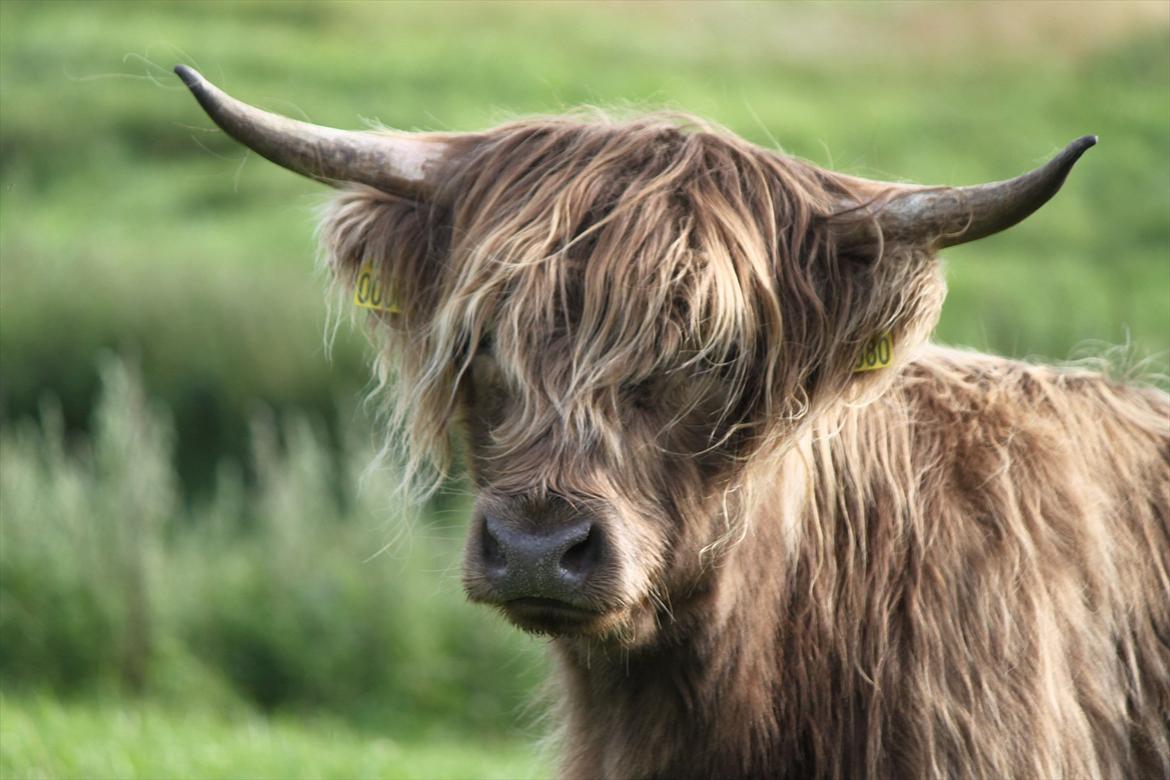 The Highland Cattle // Rikke Hald billede 6