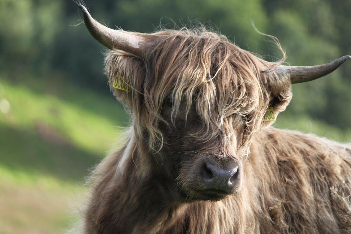 The Highland Cattle // Rikke Hald billede 7