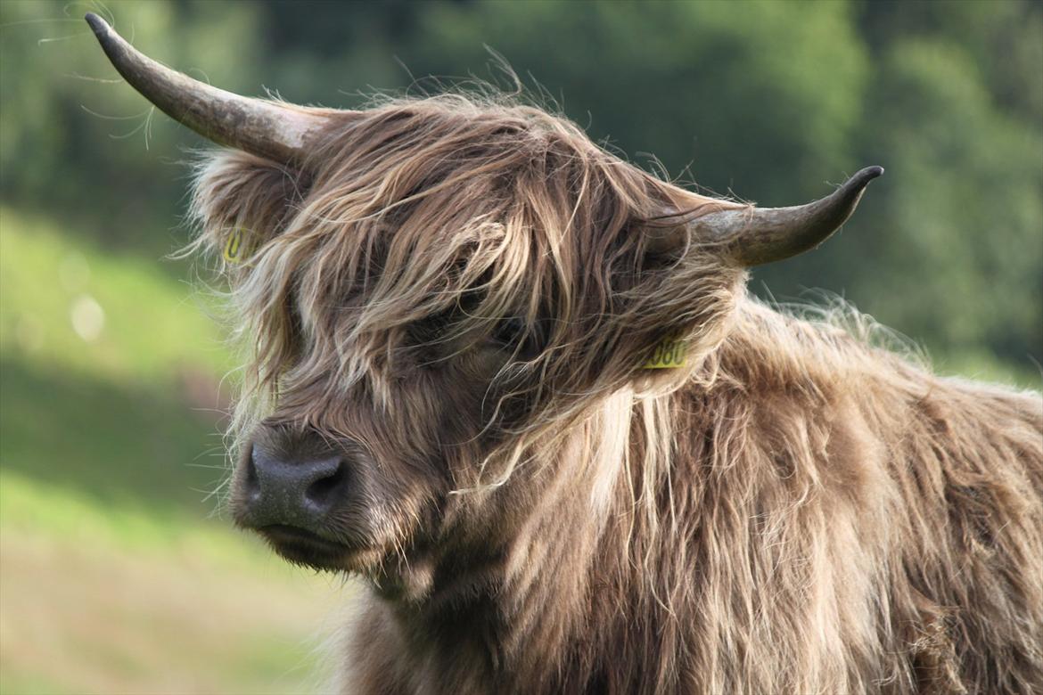 The Highland Cattle // Rikke Hald billede 8