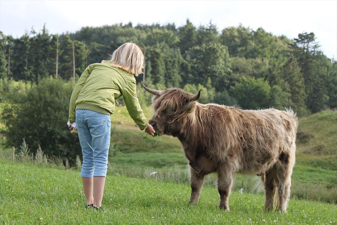 The Highland Cattle // Rikke Hald billede 9