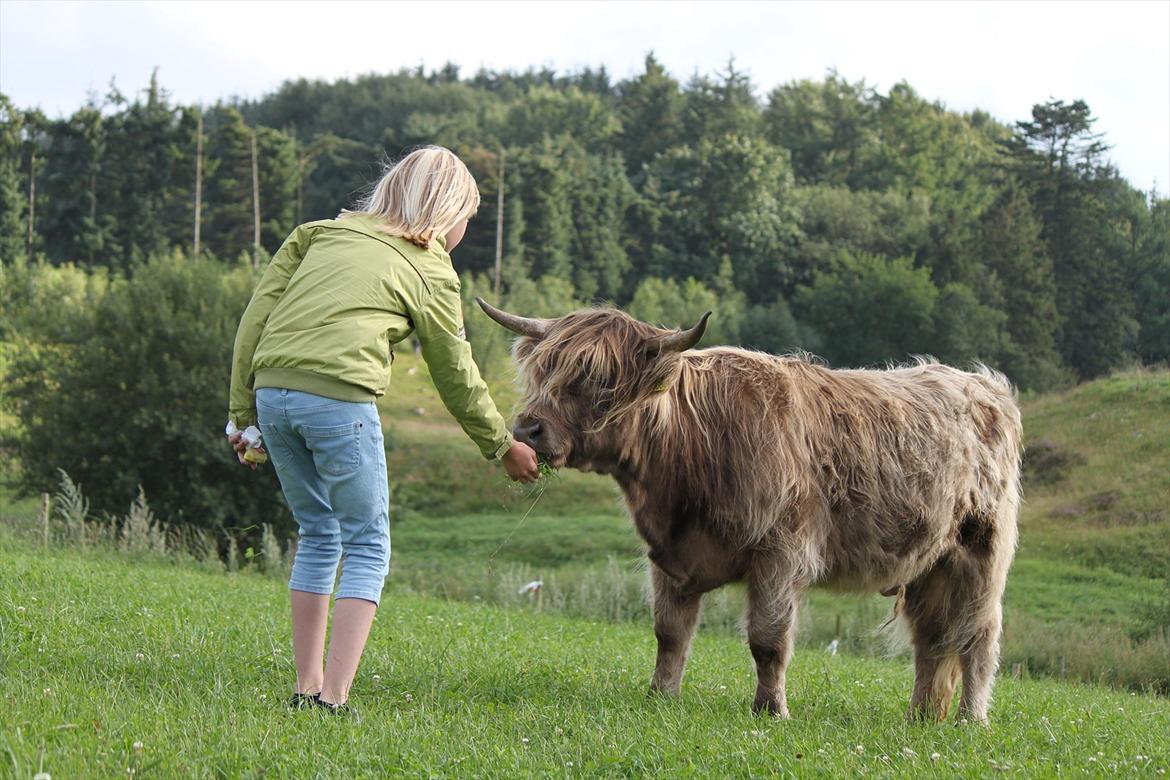 The Highland Cattle // Rikke Hald billede 10
