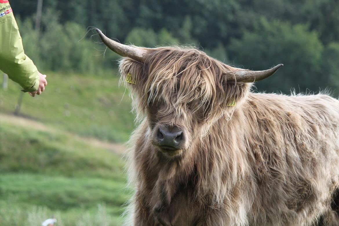 The Highland Cattle // Rikke Hald billede 11