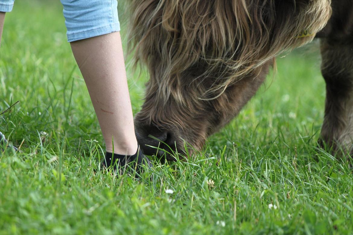 The Highland Cattle // Rikke Hald billede 12