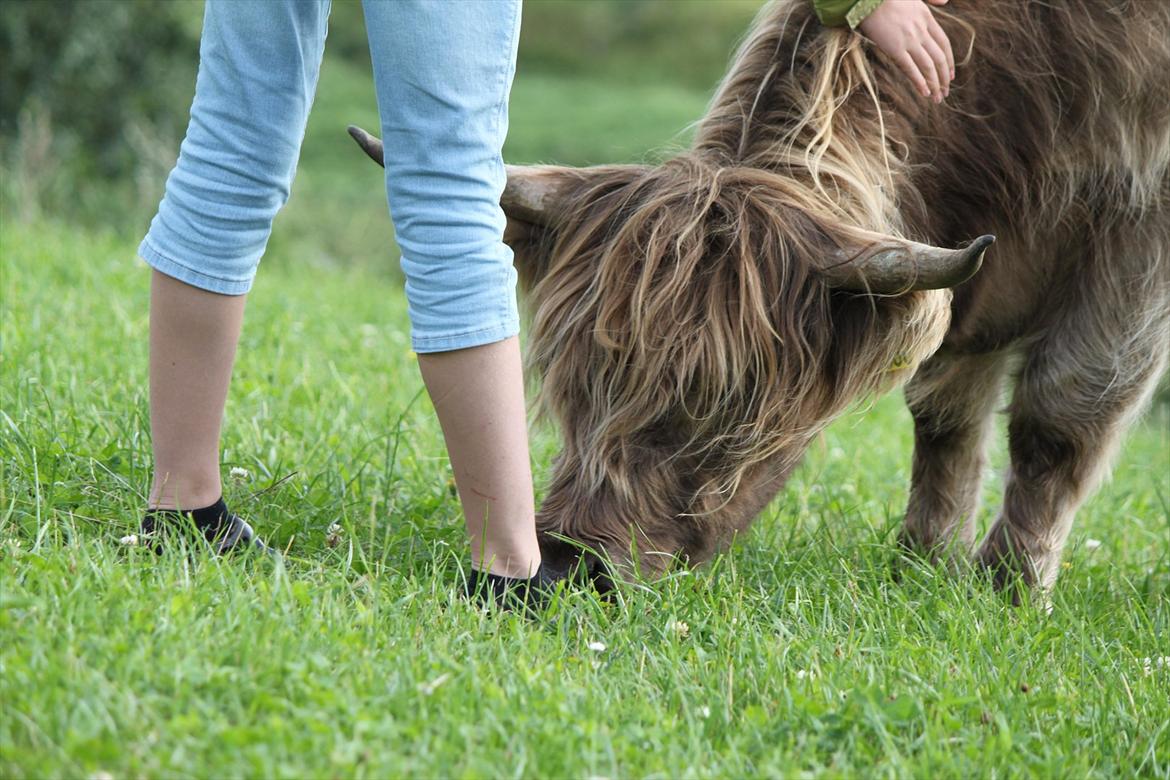 The Highland Cattle // Rikke Hald billede 13