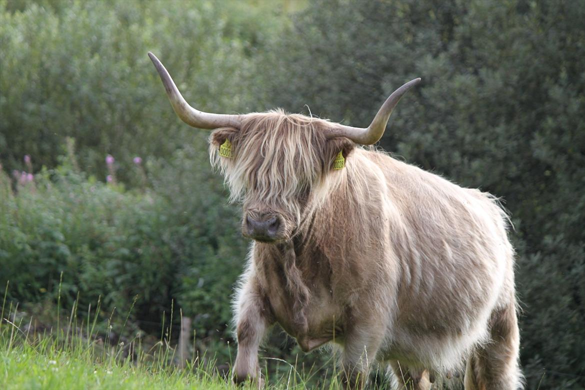 The Highland Cattle // Rikke Hald billede 14