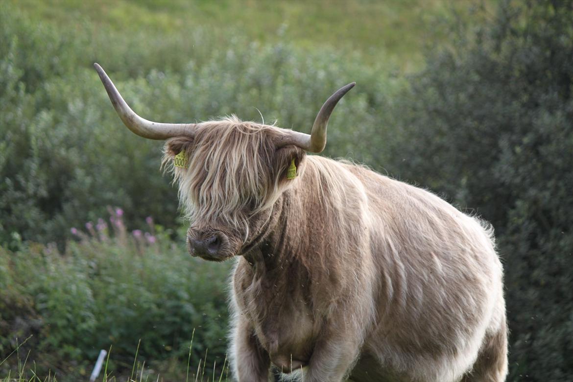 The Highland Cattle // Rikke Hald billede 15