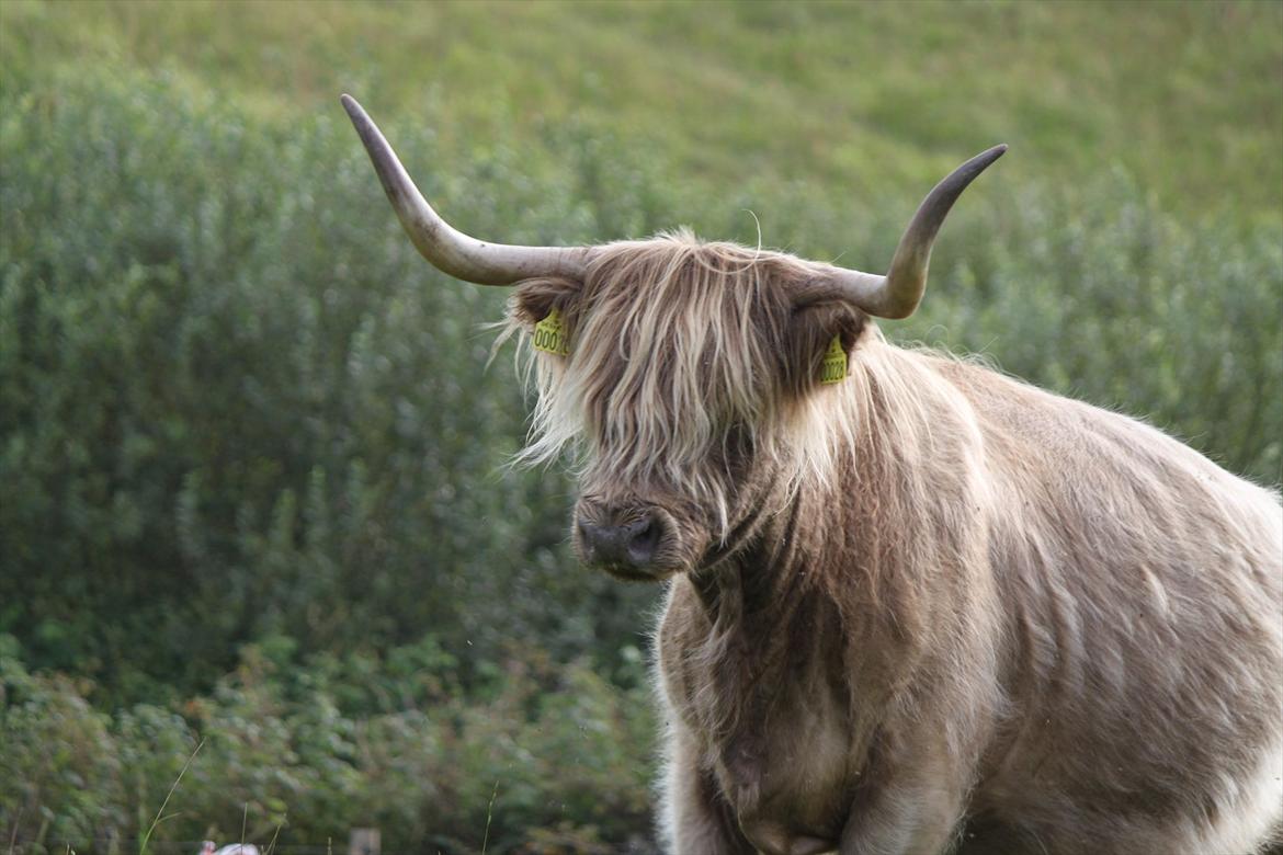 The Highland Cattle // Rikke Hald billede 16