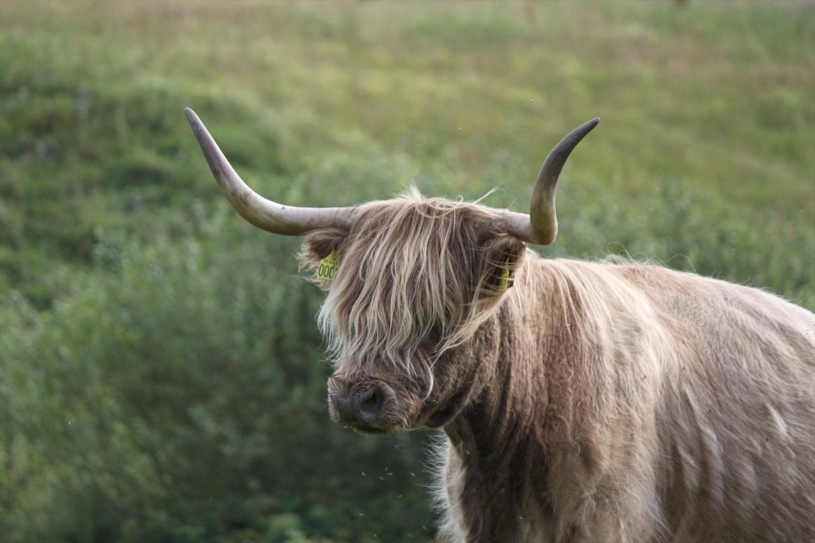 The Highland Cattle // Rikke Hald billede 17