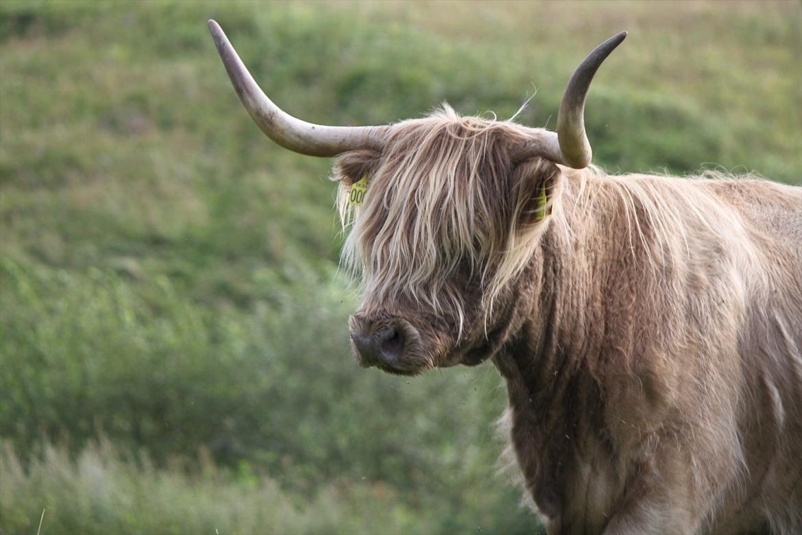 The Highland Cattle // Rikke Hald billede 18