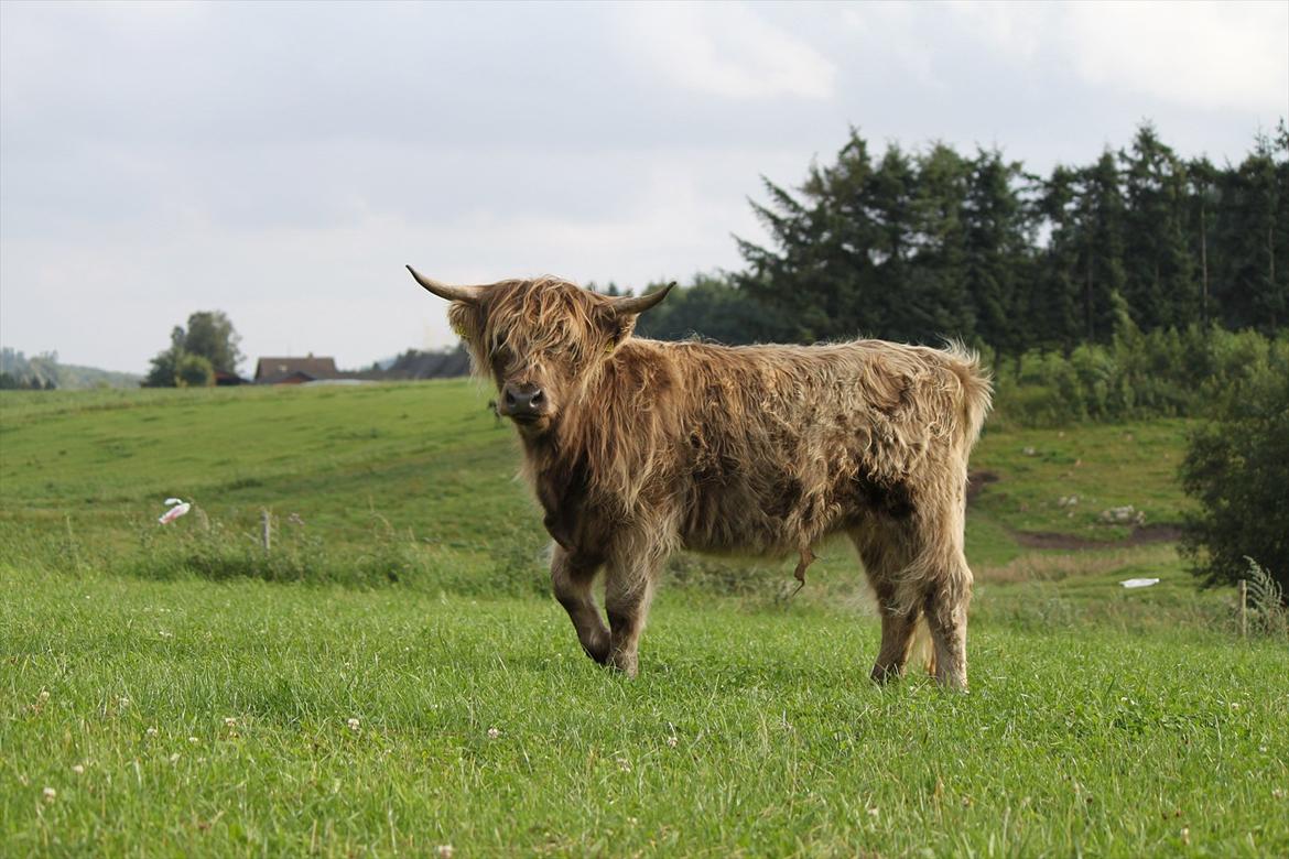 The Highland Cattle // Rikke Hald billede 19