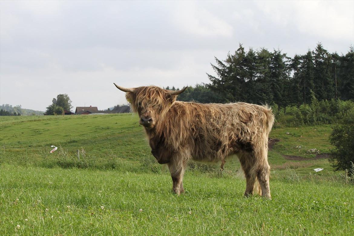 The Highland Cattle // Rikke Hald billede 20
