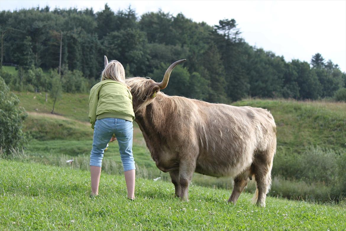 The Highland Cattle // Rikke Hald billede 21