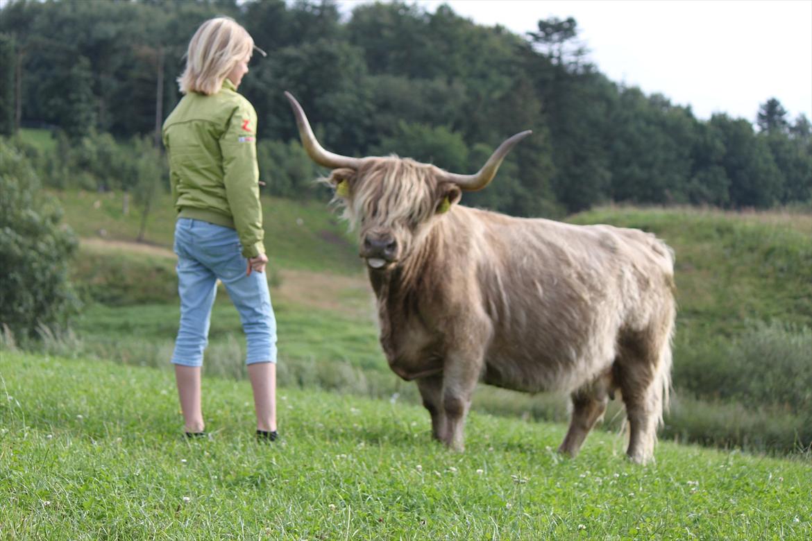 The Highland Cattle // Rikke Hald billede 22