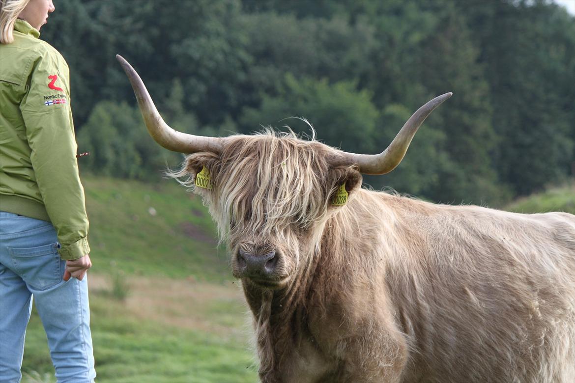 The Highland Cattle // Rikke Hald billede 23