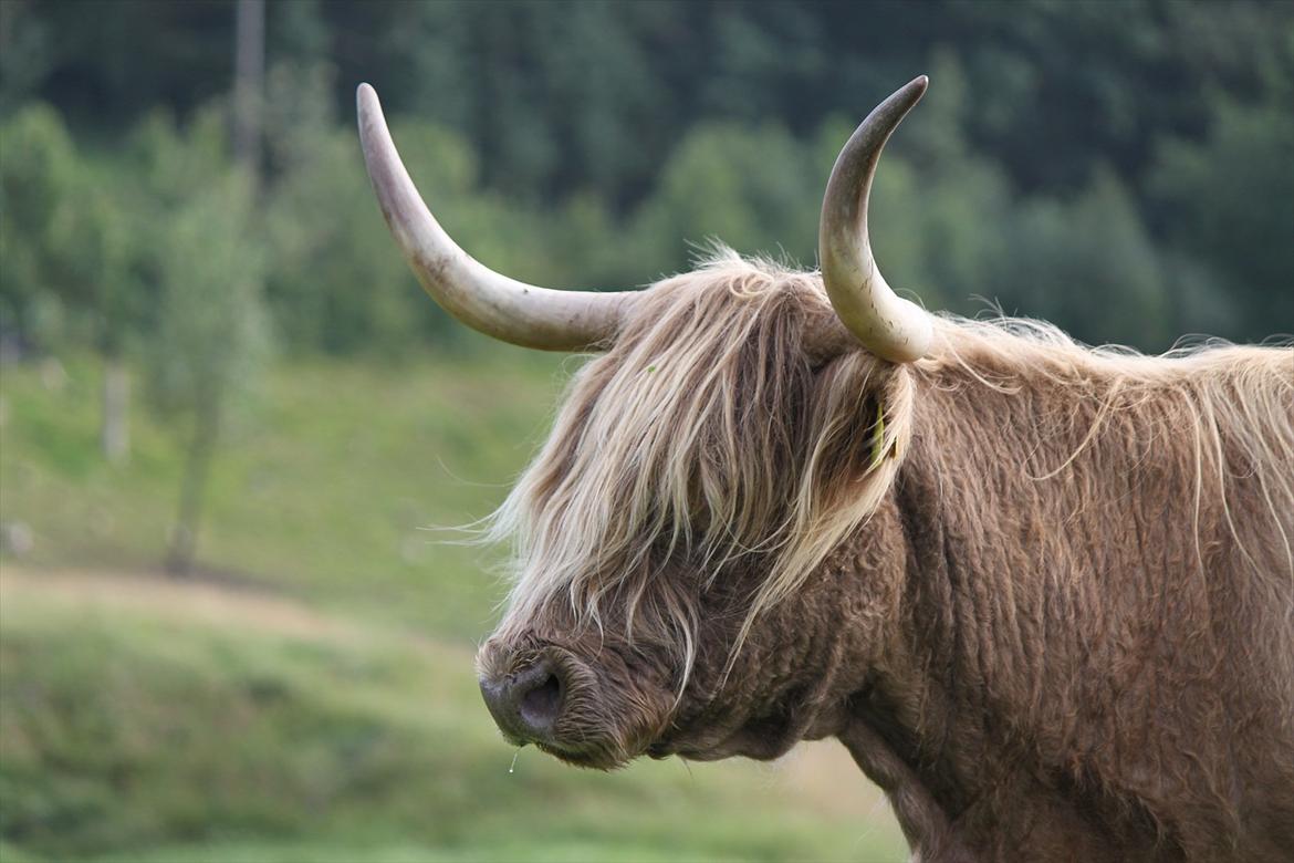 The Highland Cattle // Rikke Hald billede 24