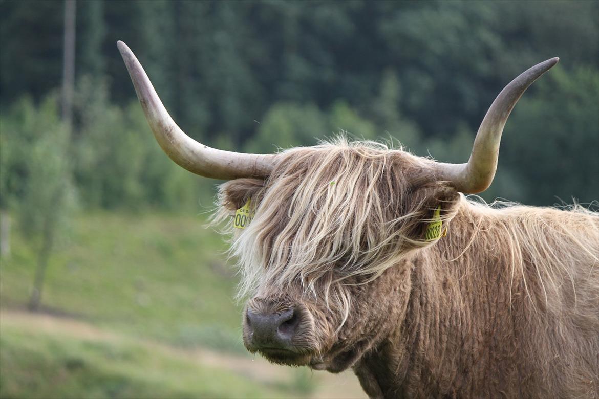 The Highland Cattle // Rikke Hald billede 25