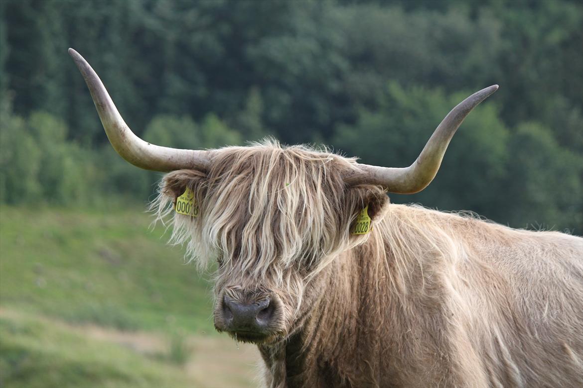 The Highland Cattle // Rikke Hald billede 26